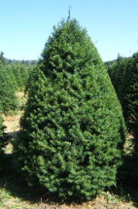 dougfir