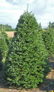 grandfir